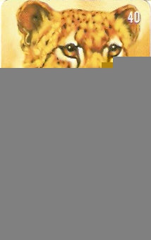 CTBC-T-0757 - Felinos - 3/5